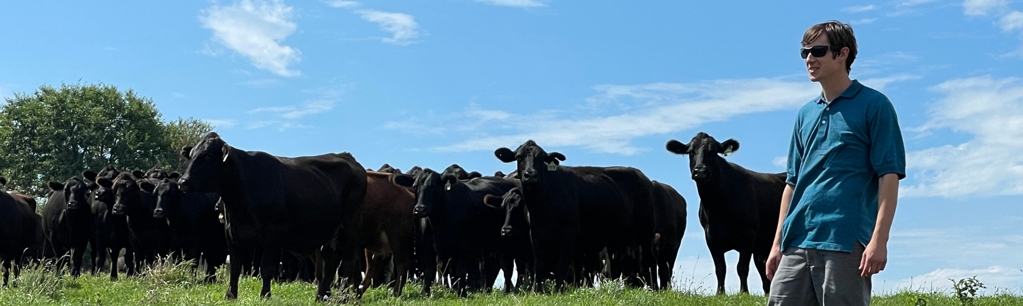 Stickle Farms Cows